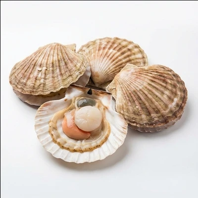 Scallops