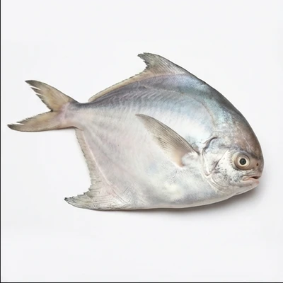 Silver Pomfret