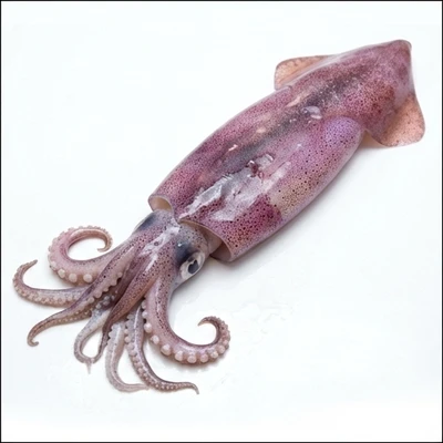 Squid