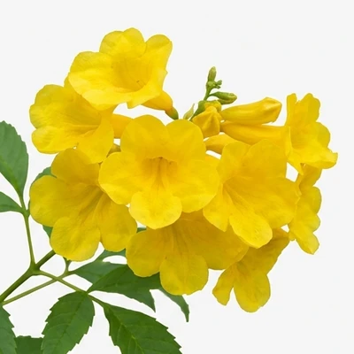 Yellow Bells