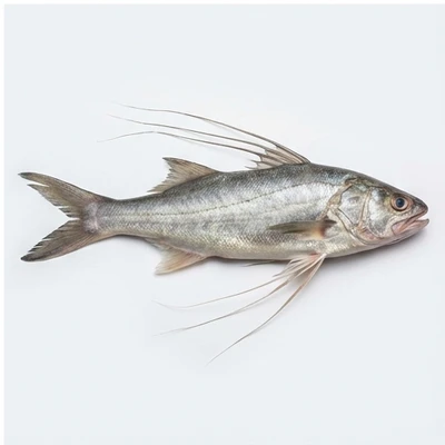 Threadfin
