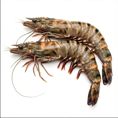 Tiger Prawn