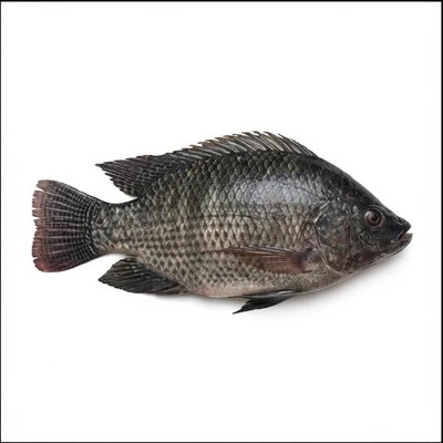 Tilapia