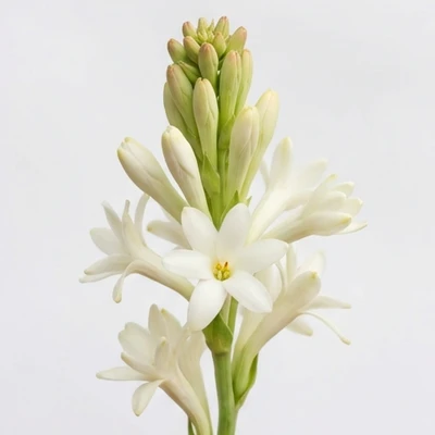 Tuberose