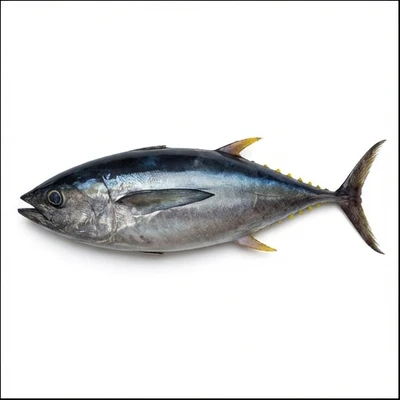 Yellowfin Tuna